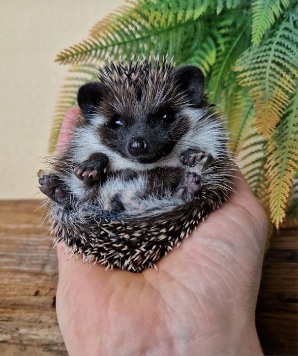 Jeż pigmejski, jeże Pigmejskie, Afrykański, Młode, Terrarium dla jeża