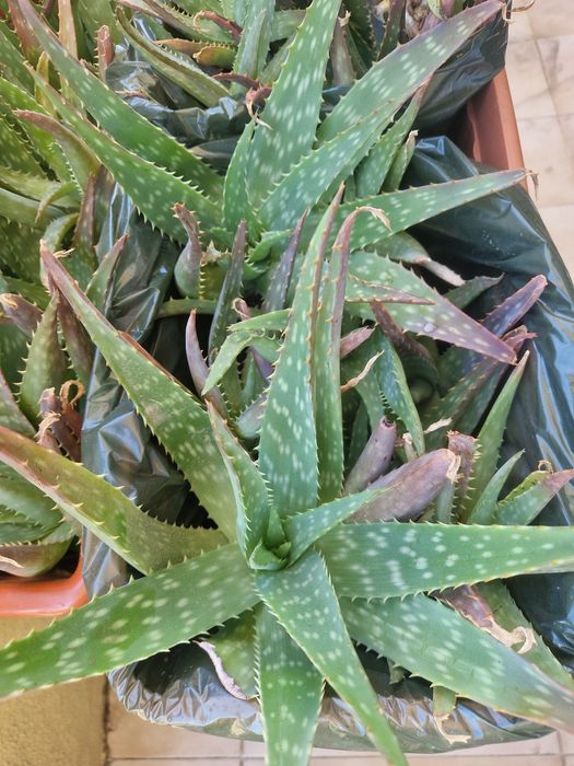Aloe Vera (rebentos)