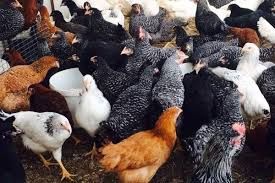 Молоді курочки Домінант, Ломан Браун і Сенді безкоштовнадоставка Волин