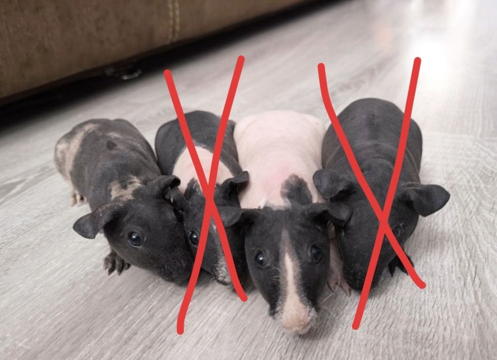 Świnki morskie łyse samczyki ! Świnki łyse!