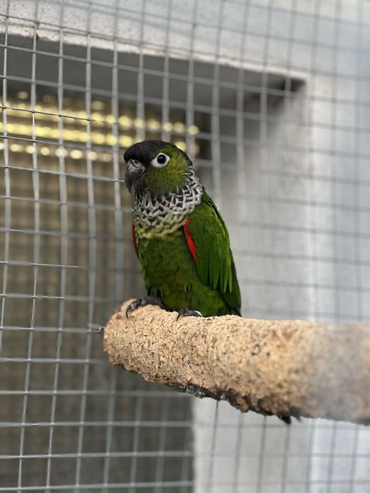 Pyrrhura rupicola