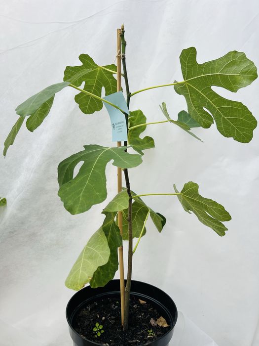 drzewka figowe – egzotyka w Twoim ogrodzie!