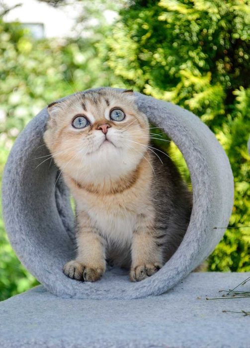 Кошенята з документами,  шотландські