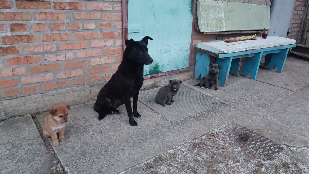 Цуценя  в добрі руки