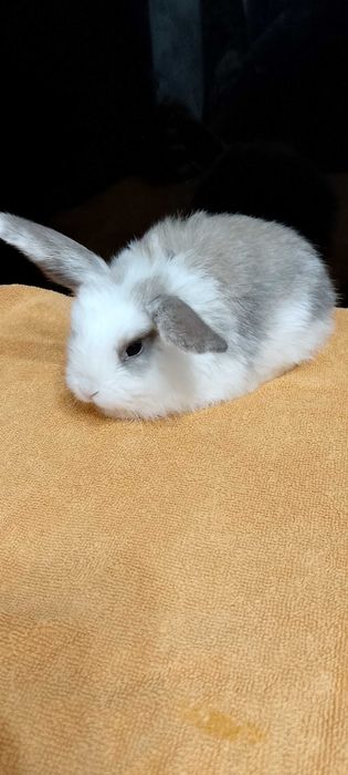 Króliczki miniaturki