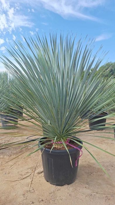 Trachycarpus fortunei plama