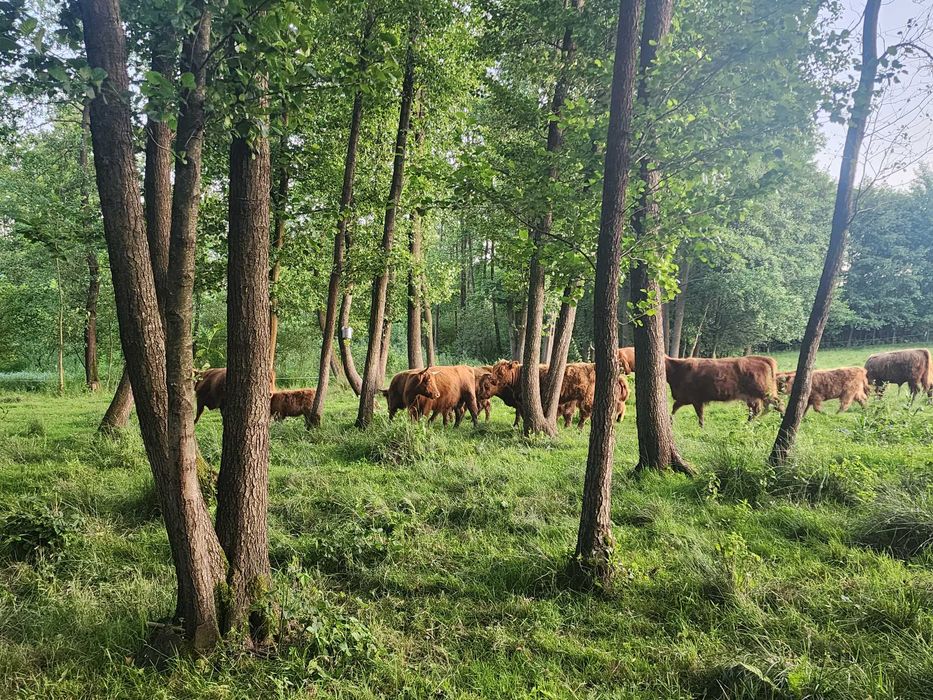 Sprzedam bydło Highland w różnym wieku