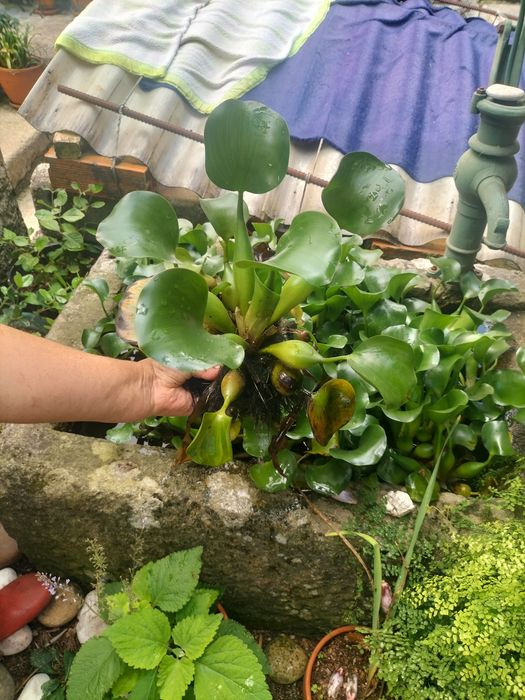 Plantas de lagos