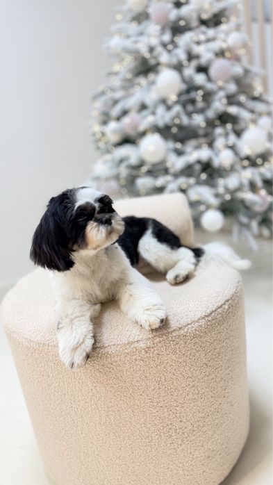 Грумінг,грумер тернопіль