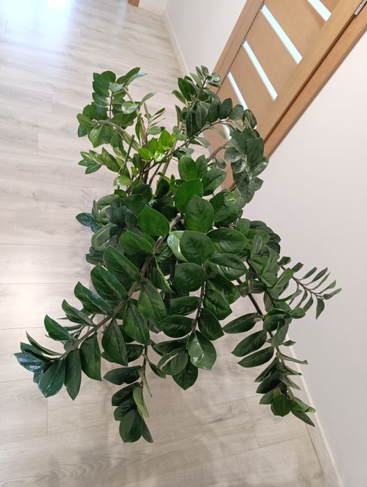 Zamiokulkas, zamioculcas