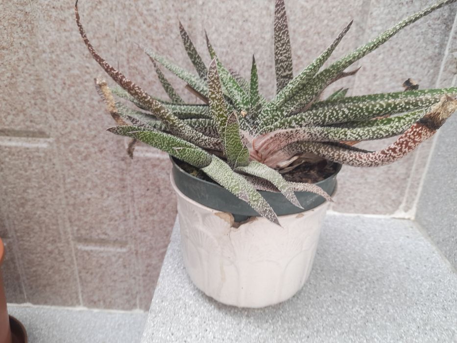 plantas  variadas