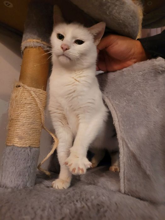 Starsza, spokojna kotka szuka swojego miejsca na ziemi!