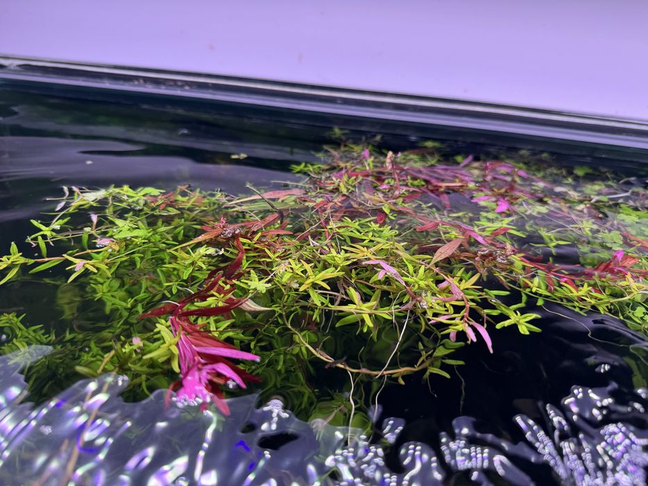 Vendo aquário plantado completo 120 X 50 X50 com filtro JBL 1502 sistema CO2 luminária week Aqua e móvel