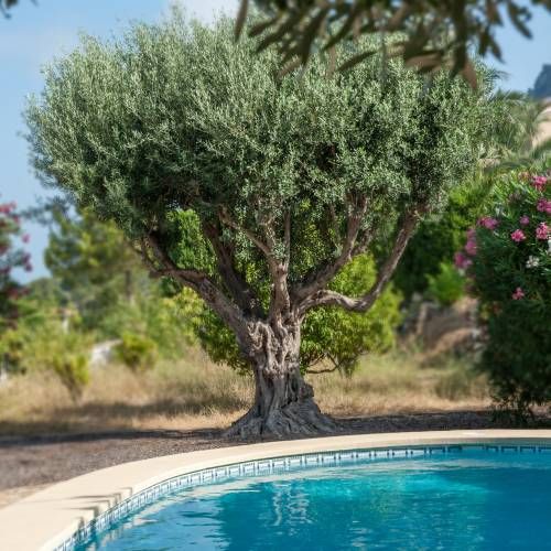 Azevinhos e Oliveiras em vasos desde: