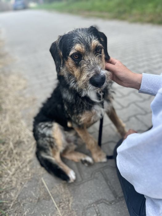 Wyjątkowy piesek Uszek szuka domku