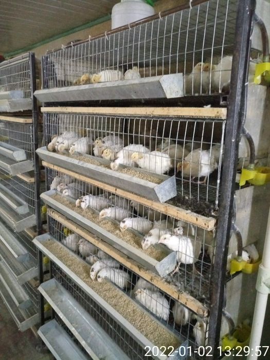 Трёх недельные техасские перепела.