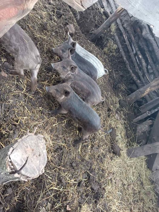 Поросята угорська мангалиця