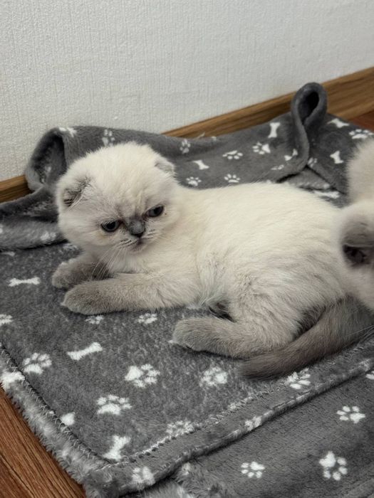 Шотландські кошенята