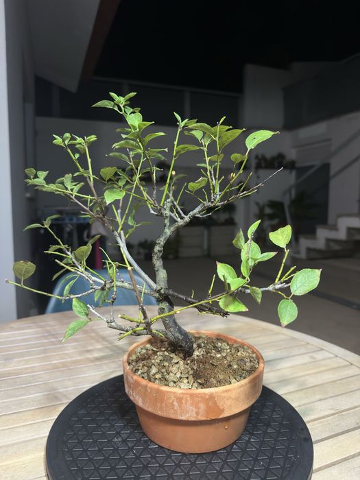 Bonsai Ameixoeira