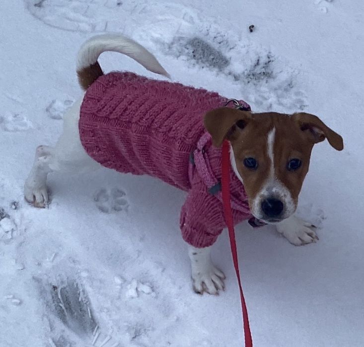 Цуценя Джек Рассел терьєр (дівчинка)