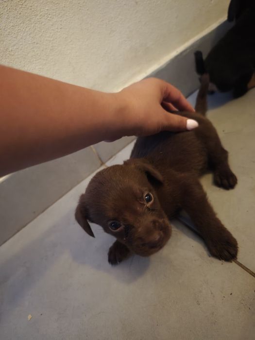 Cãezinhos para adoção responsável