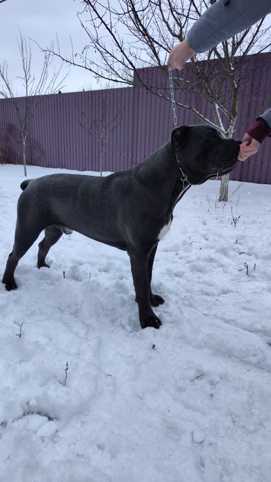 Сірий кобель Кане Корсо