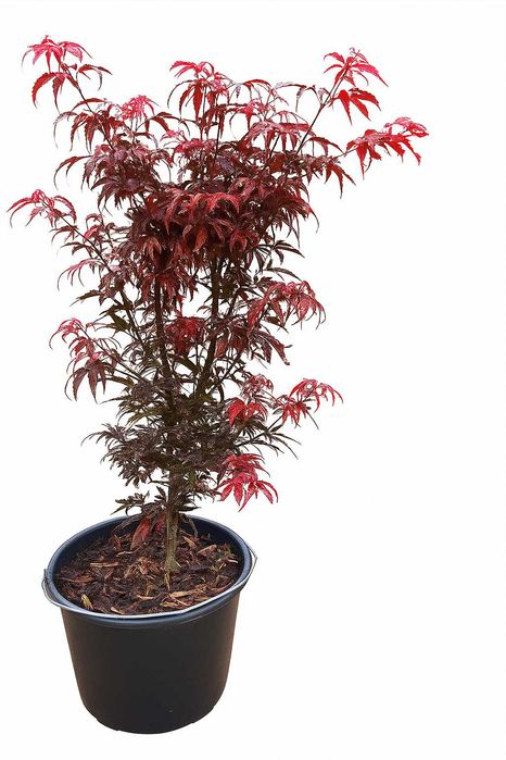 klon palmowy  12litrów ok 1m