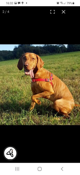 Szelki EasyWalk Furever