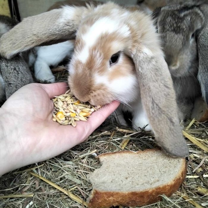 Króliki młode samce i samice