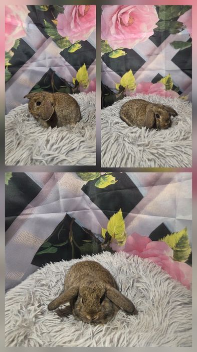 Karzełki Mini Lopki