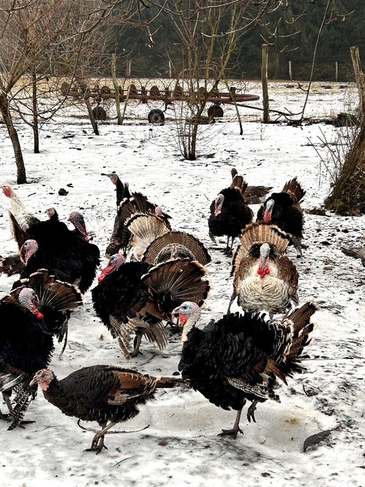 Sprzedam indory wylęg maj zeszłego roku