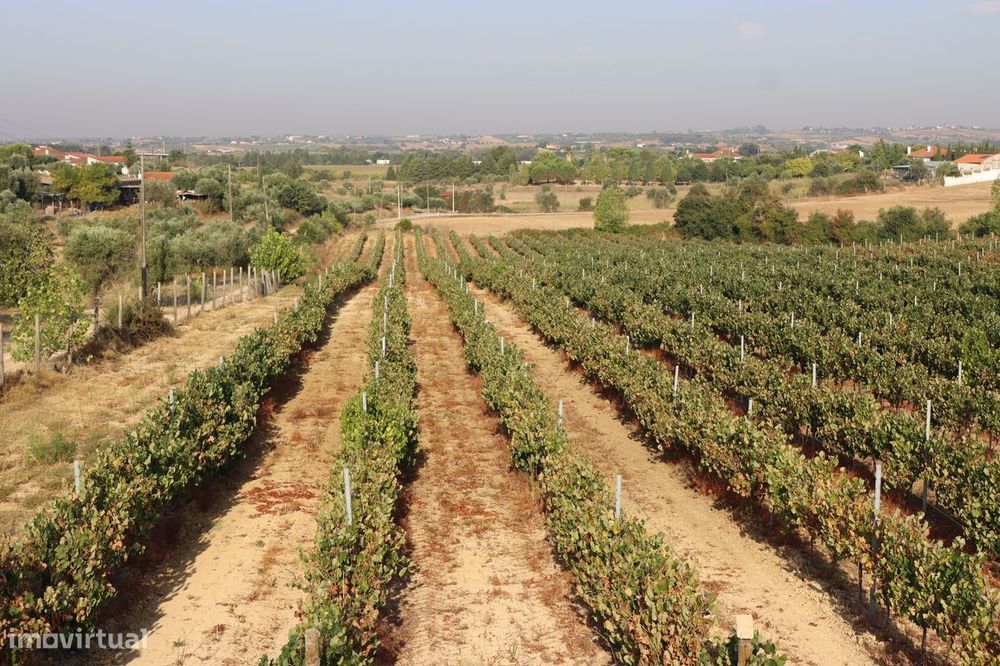 Quinta com 7,3 hectares, vinhas em produção e excelente potencial