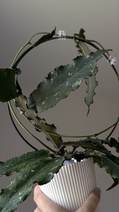 Хойя undulata black leaves
