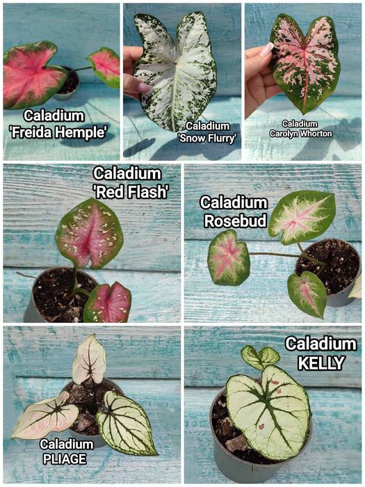 Каладіум, різні сорти