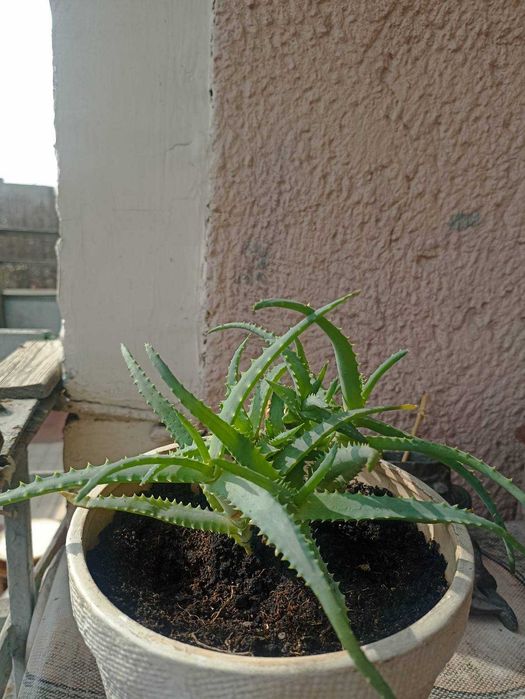 Вазон алоє, самовивіз