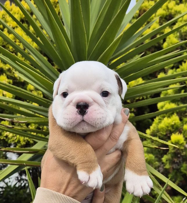 Bulldog Inglês -  com Lop, Afixo, garantia