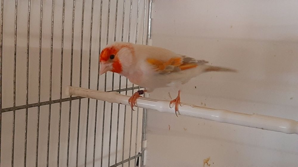 Bastard Bastardy na pełnym spiewie 2025r Wysylam