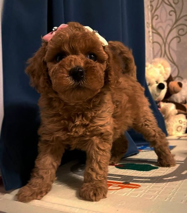 Дівчинка той пудель  , Ред Браун