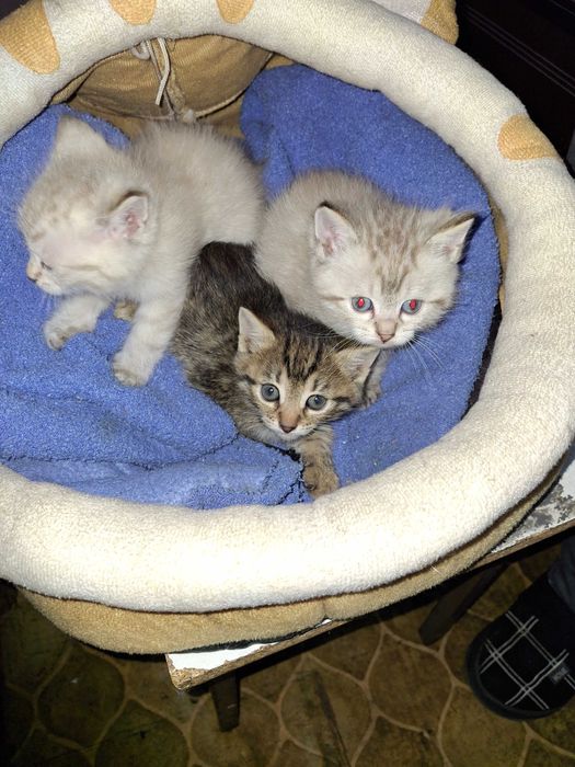 Продаж кошенят ₴₴₴₴₴