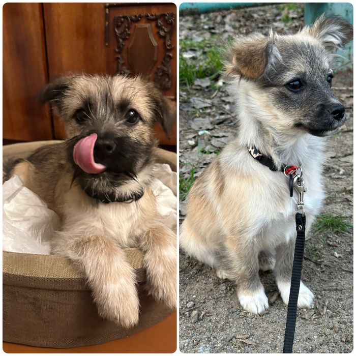 Цуценята в добрі руки безкоштовно