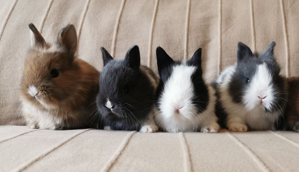 KIT Coelhos anões minitoy e lion head lindíssimos e muito dóceis