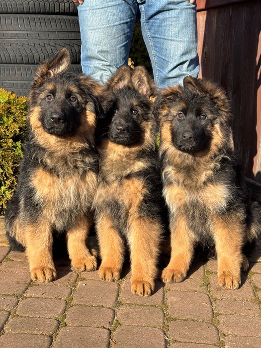 Owczarek Niemiecki Długowłosy ZKwP / FCI szczenię