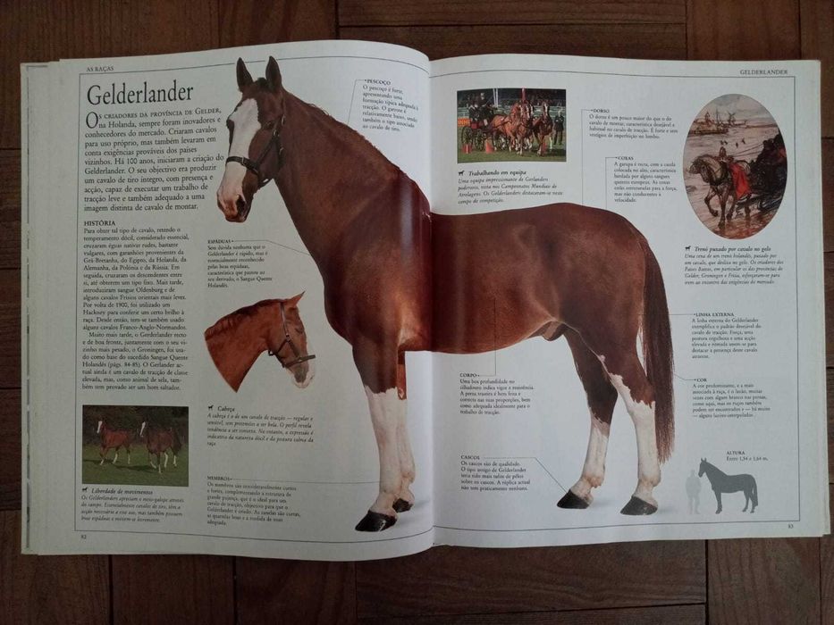 Livro " O grande livro do cavalo"