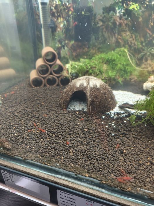 Camarões (oportunidade) Red Fire