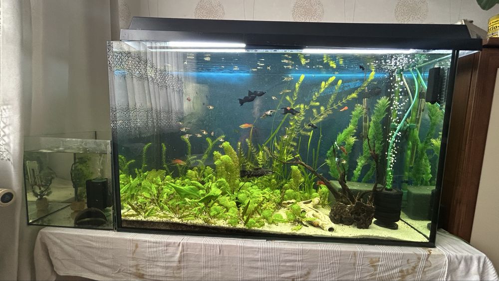 Akwarium 240 l z pełnym życiem