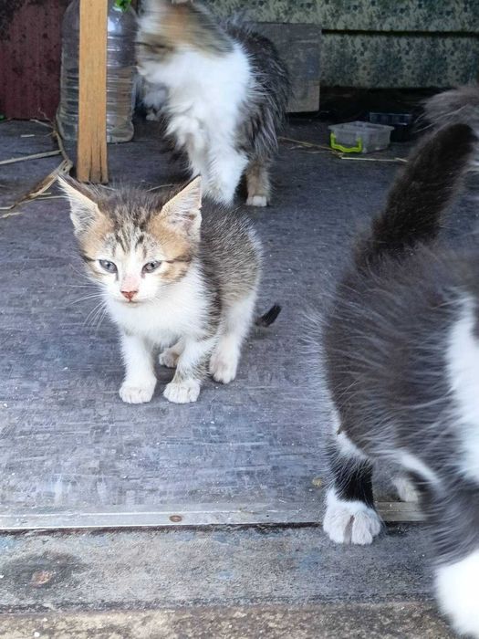 Котята бесплатно
