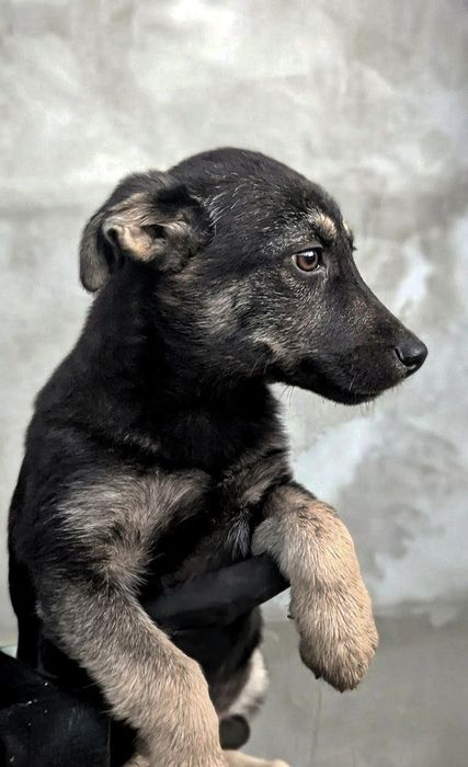 Метис хаскі віддам