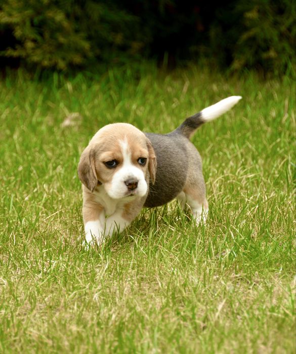 Біглята від виставкової пари