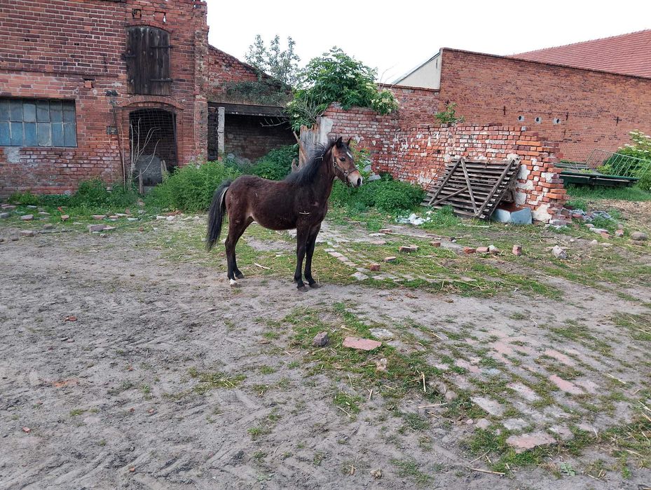 Sprzedam ogierka