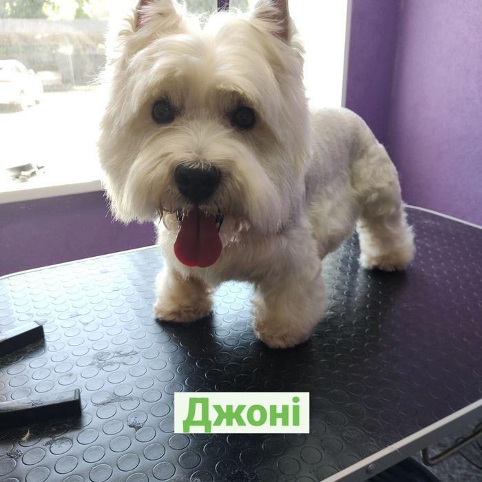 Стрижка тварин!!! Грумінг.